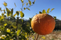 sinaasappel